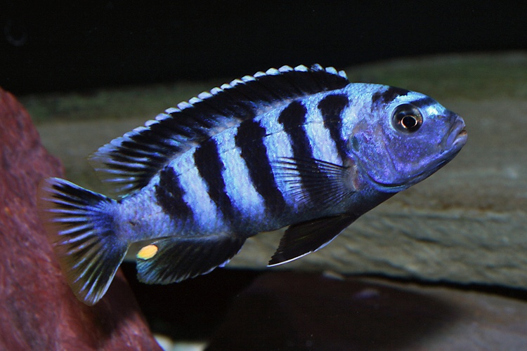Chindongo saulosi 'Taiwanee Reef'